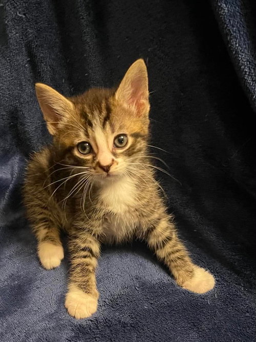 Newton, Baby Domestic Short Hair / Mixed (short coat), cat for adoption in Oakboro, North Carolina
