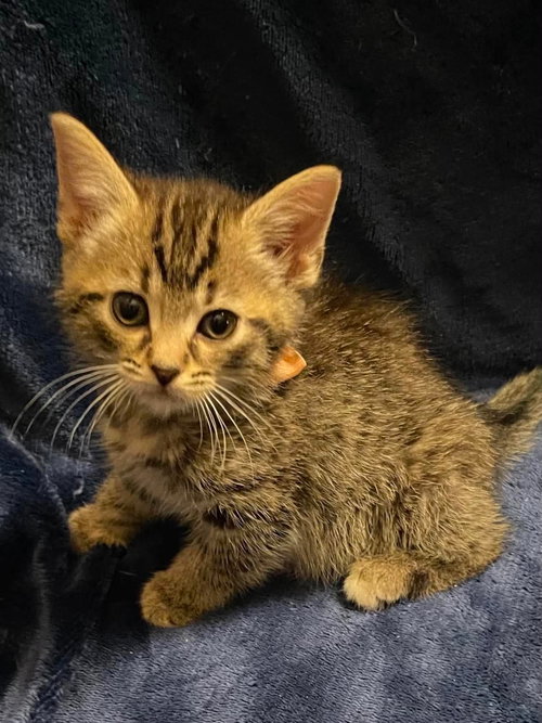 Callista, Baby Domestic Short Hair / Mixed (short coat), cat for adoption in Oakboro, North Carolina
