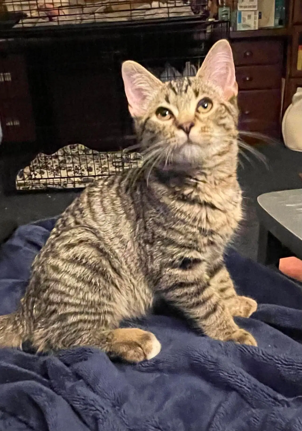 Callista - Domestic Short Hair