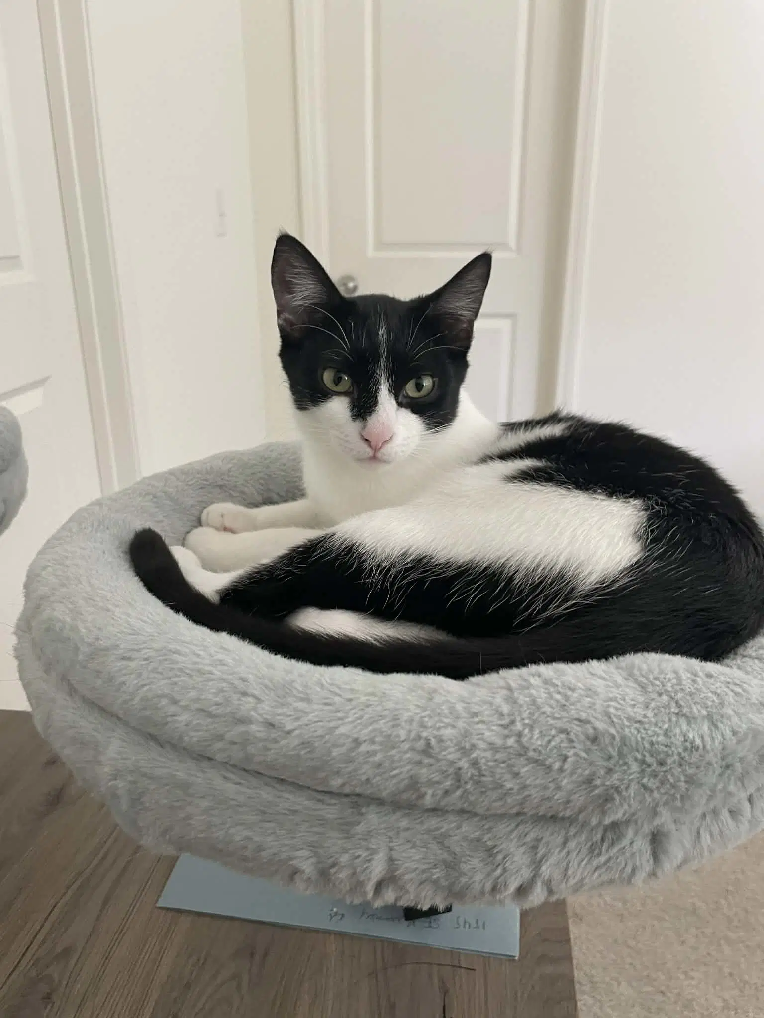 Waffles - Domestic Short Hair