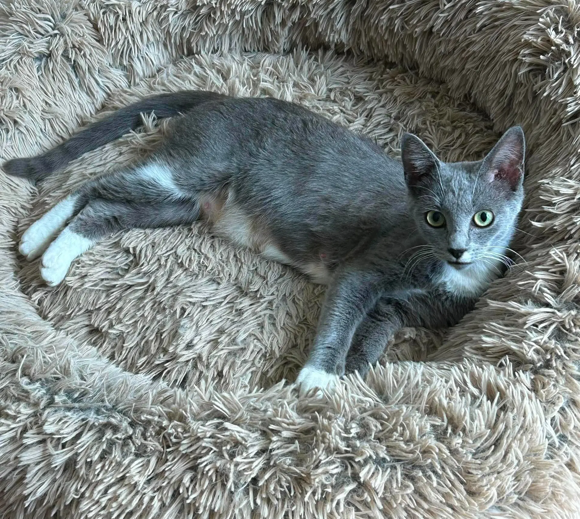 Sweet Pea - Domestic Short Hair