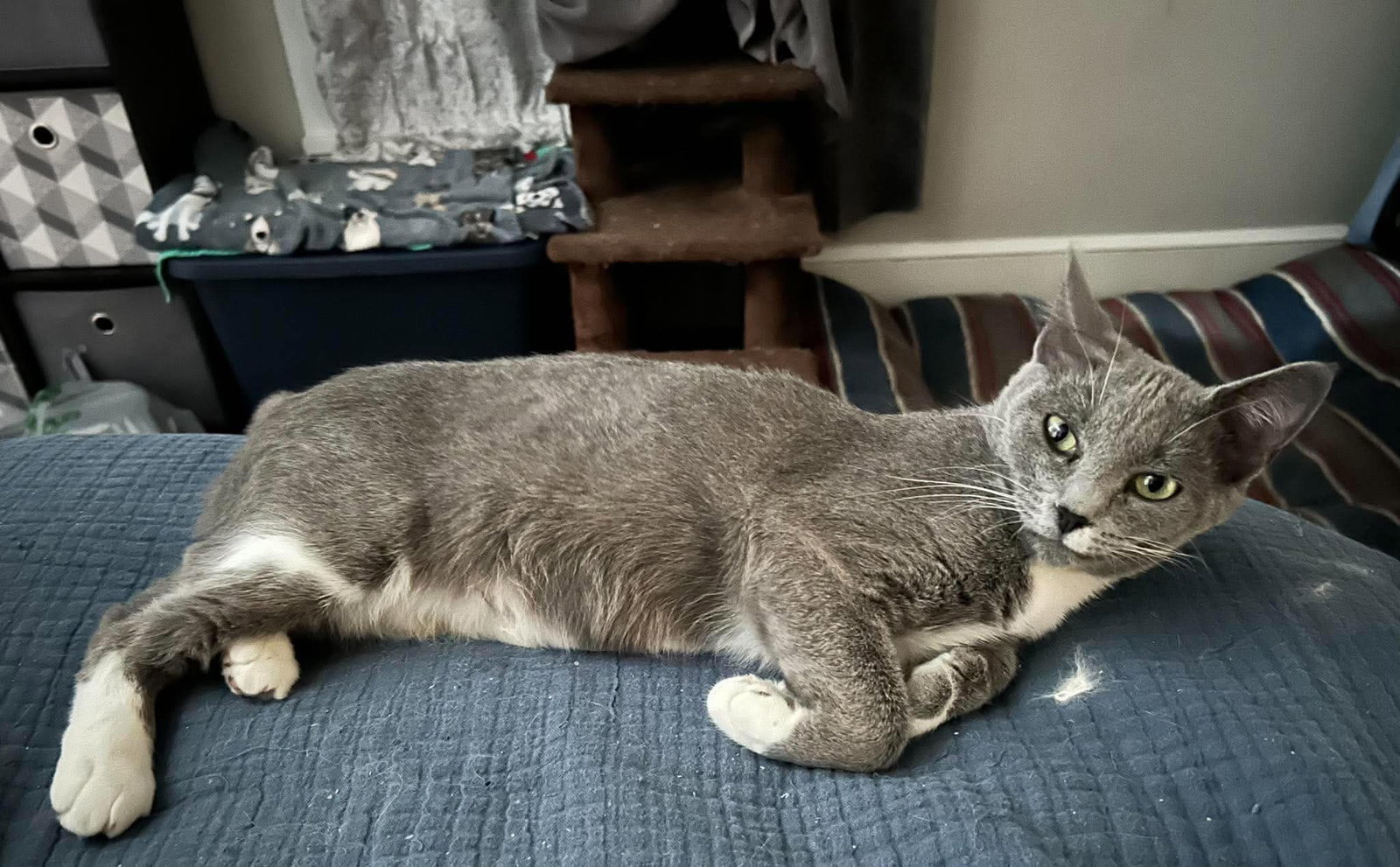Sweet Pea, photo 2
