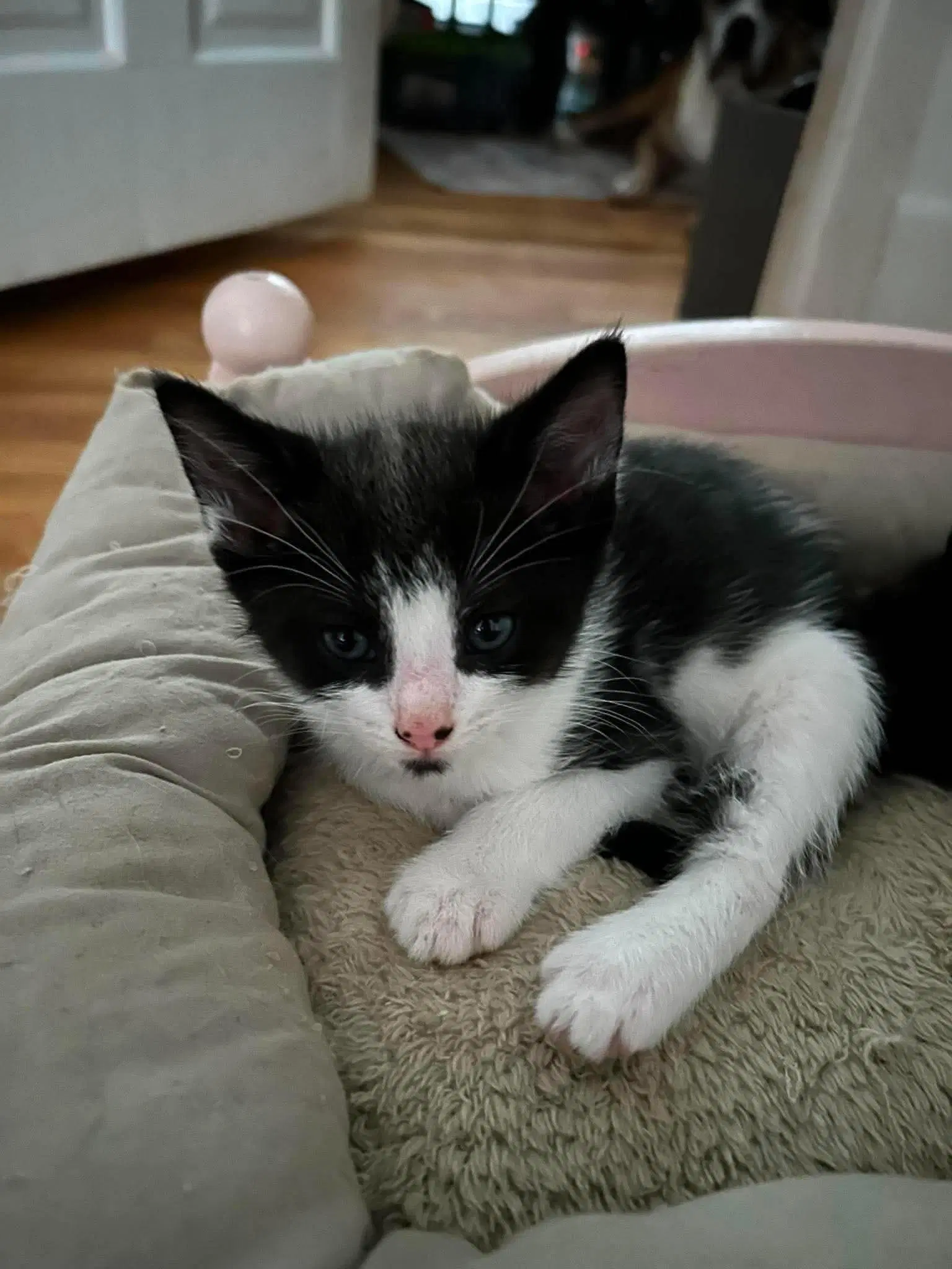 Slate - Domestic Short Hair