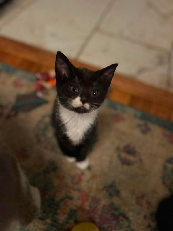 Cinder