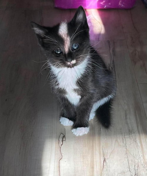 picture of the cat needing adoption