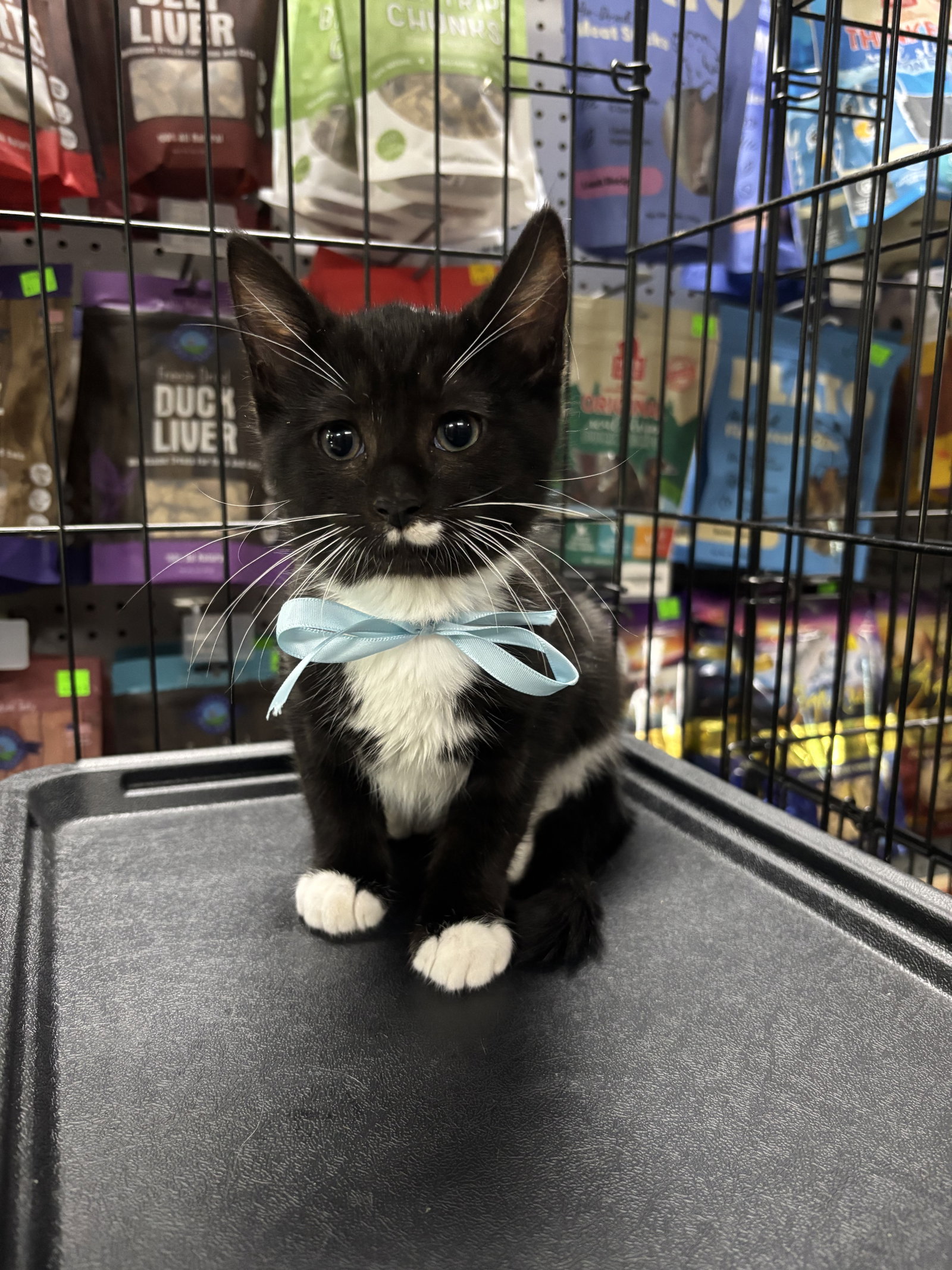 Stone, Domestic Short Hair
