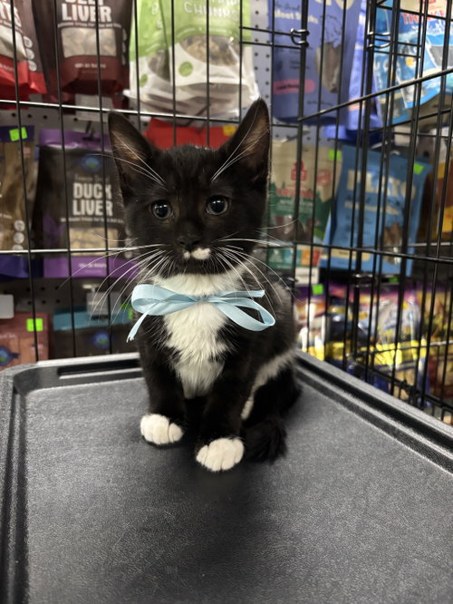 Stone, a cat for adoption from Killer Kitties Rescue