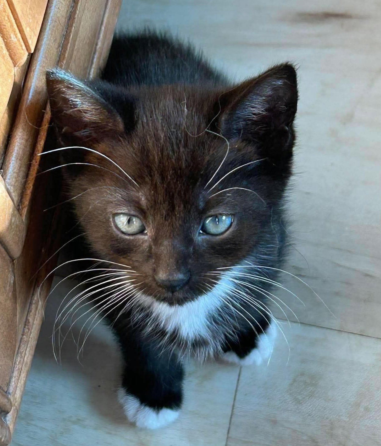 Cole, Domestic Short Hair
