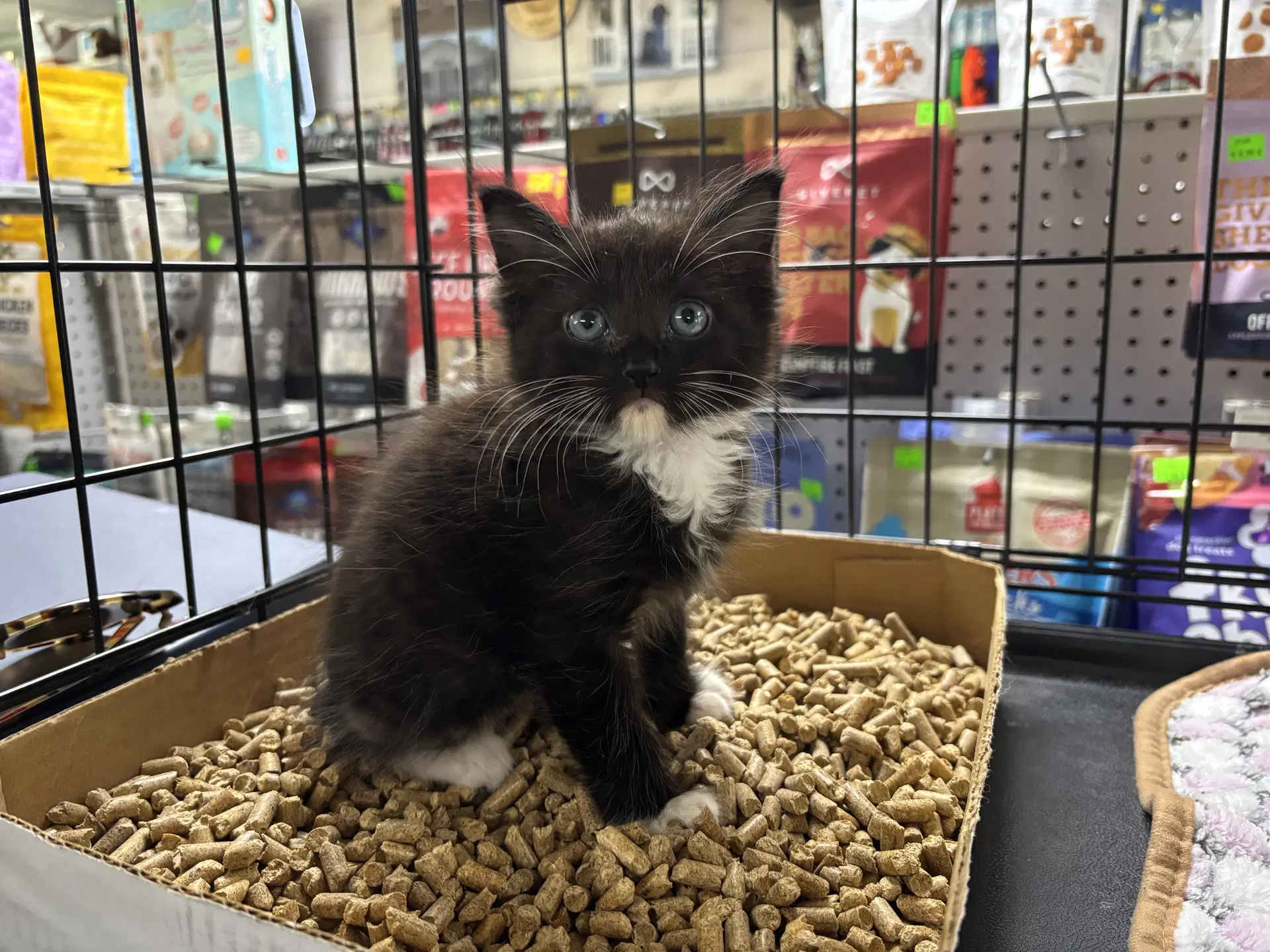 Cooper - Domestic Long Hair