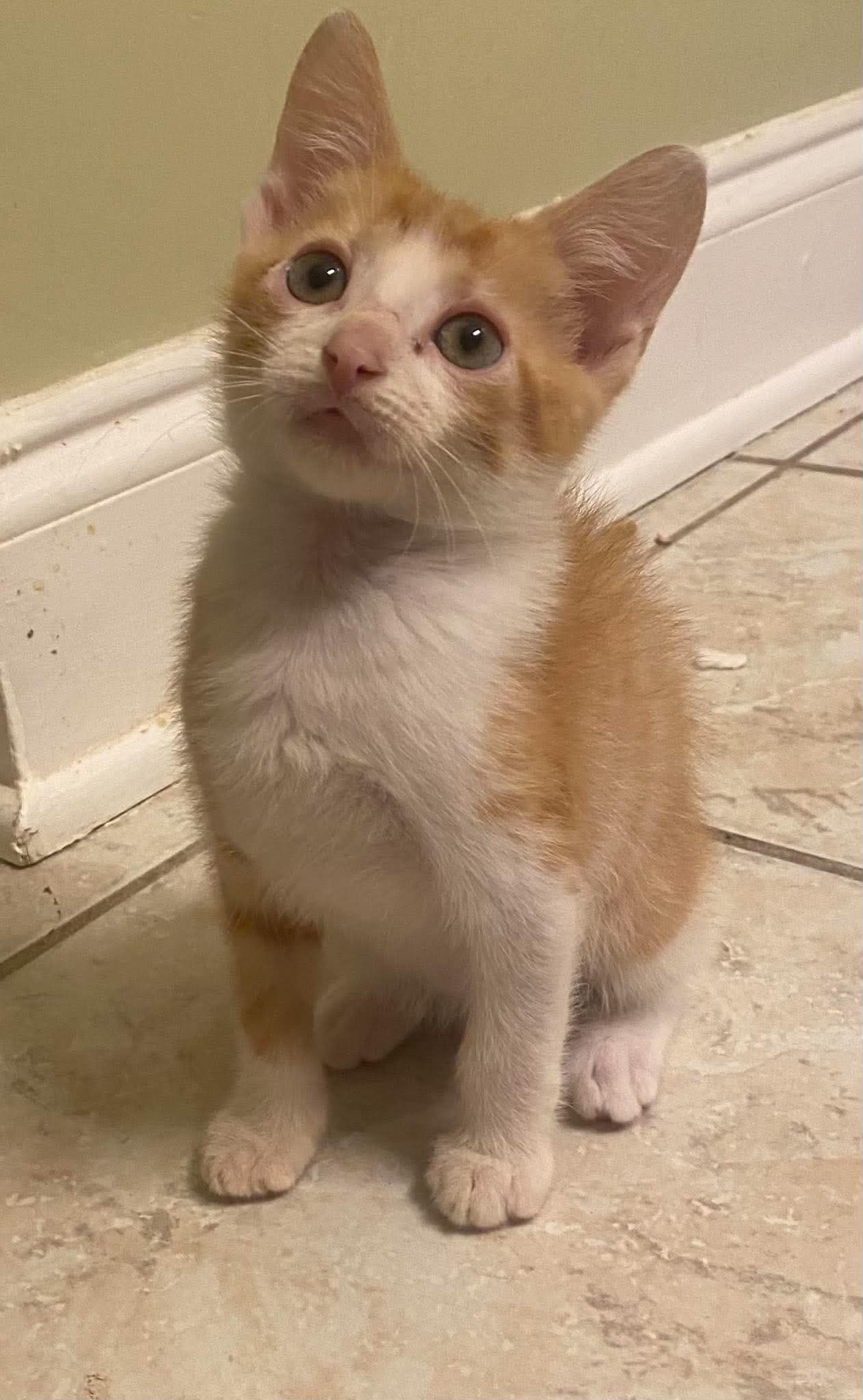 Martin, Domestic Short Hair