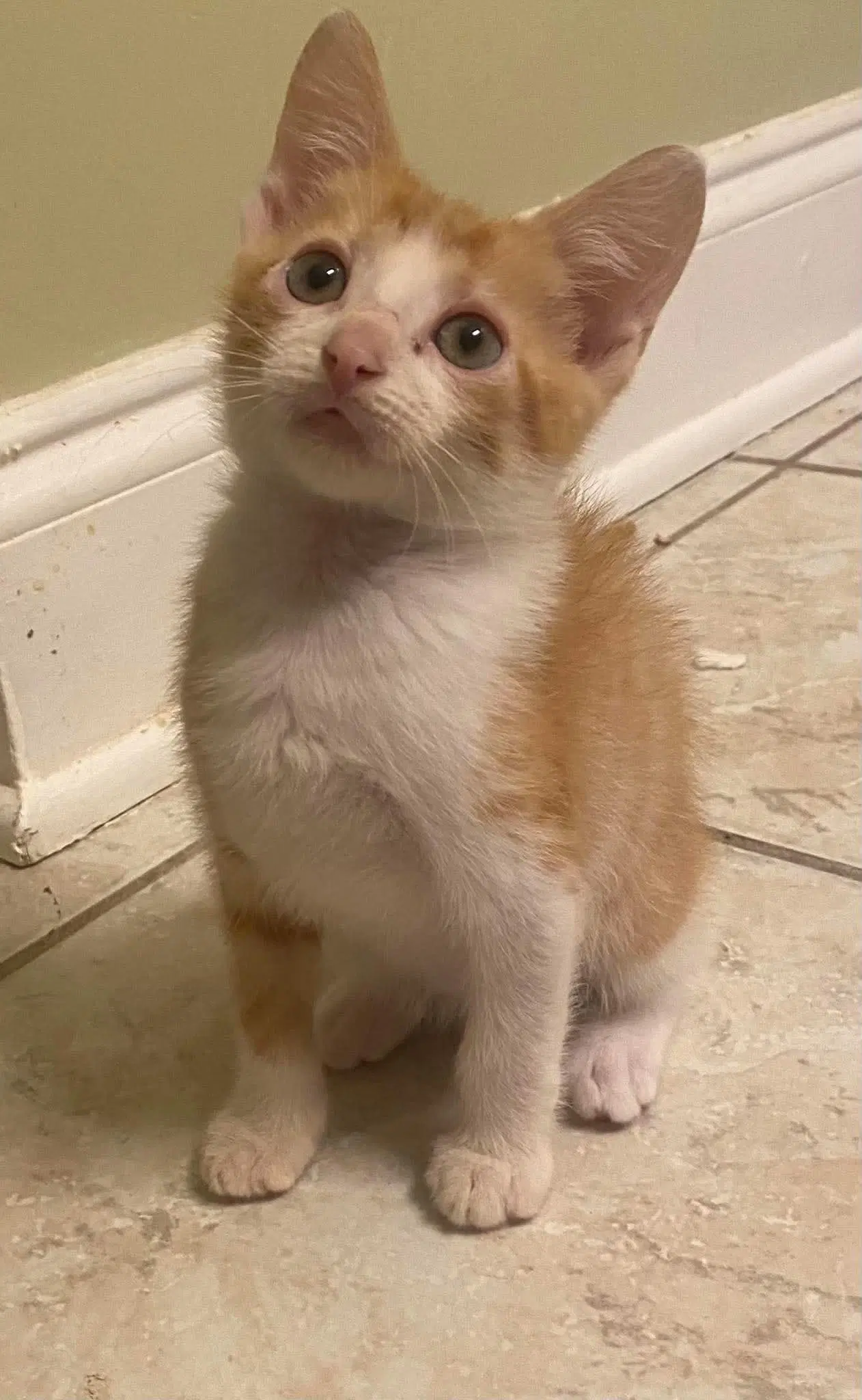 Martin - Domestic Short Hair