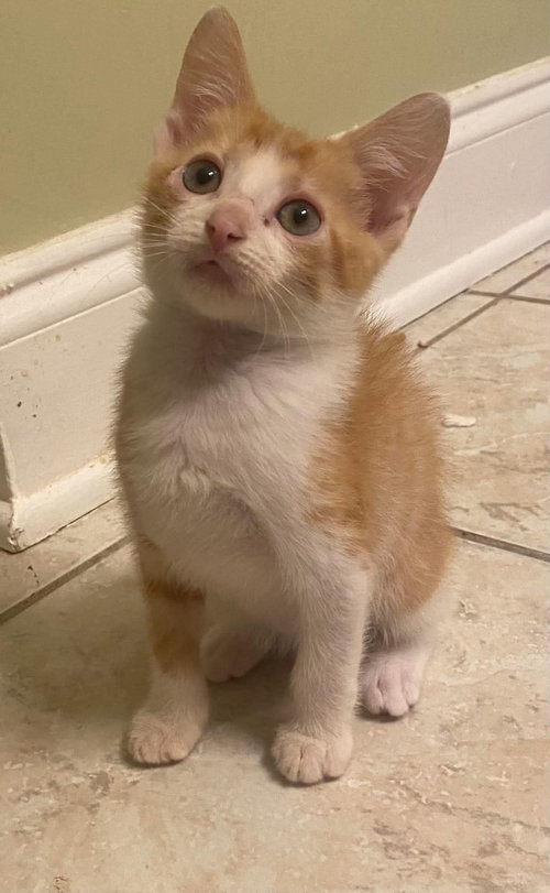 Martin, a cat for adoption from Killer Kitties Rescue