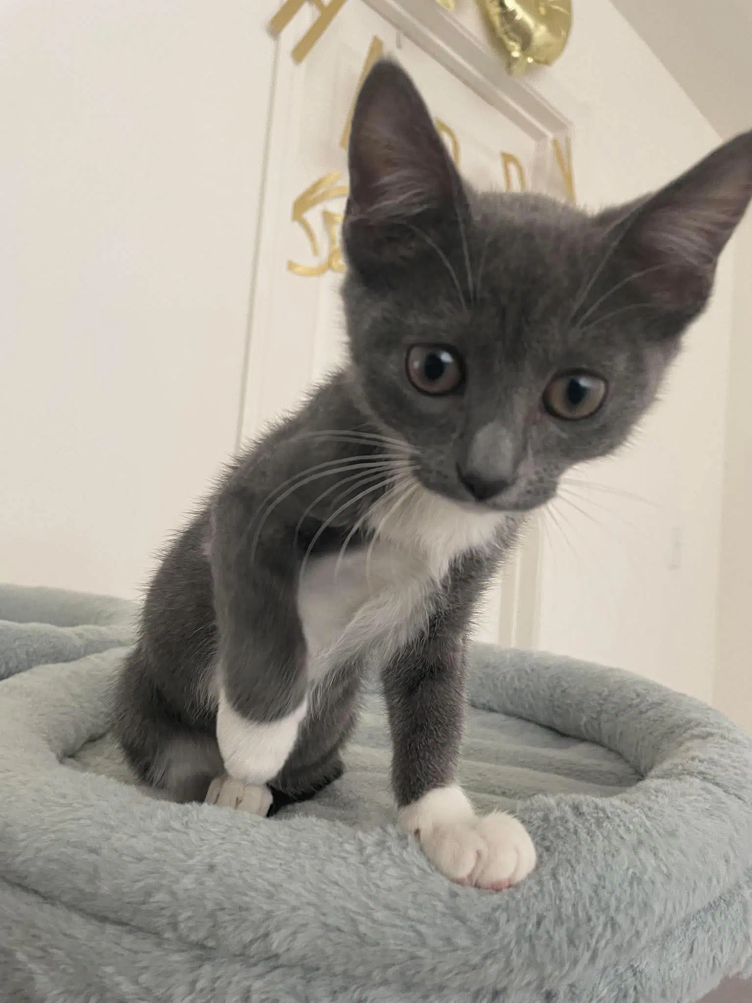 Binky - Domestic Short Hair