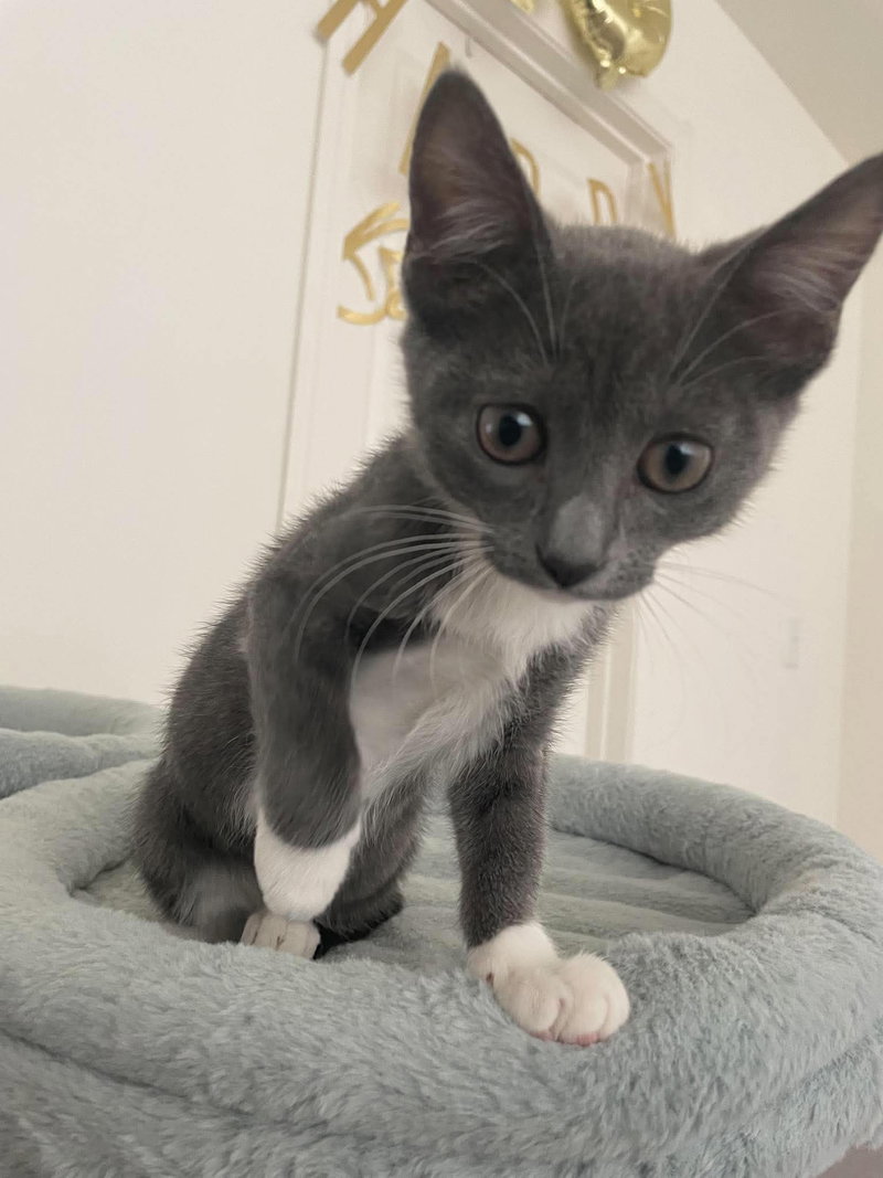 Binky, a female kitten up for adoption