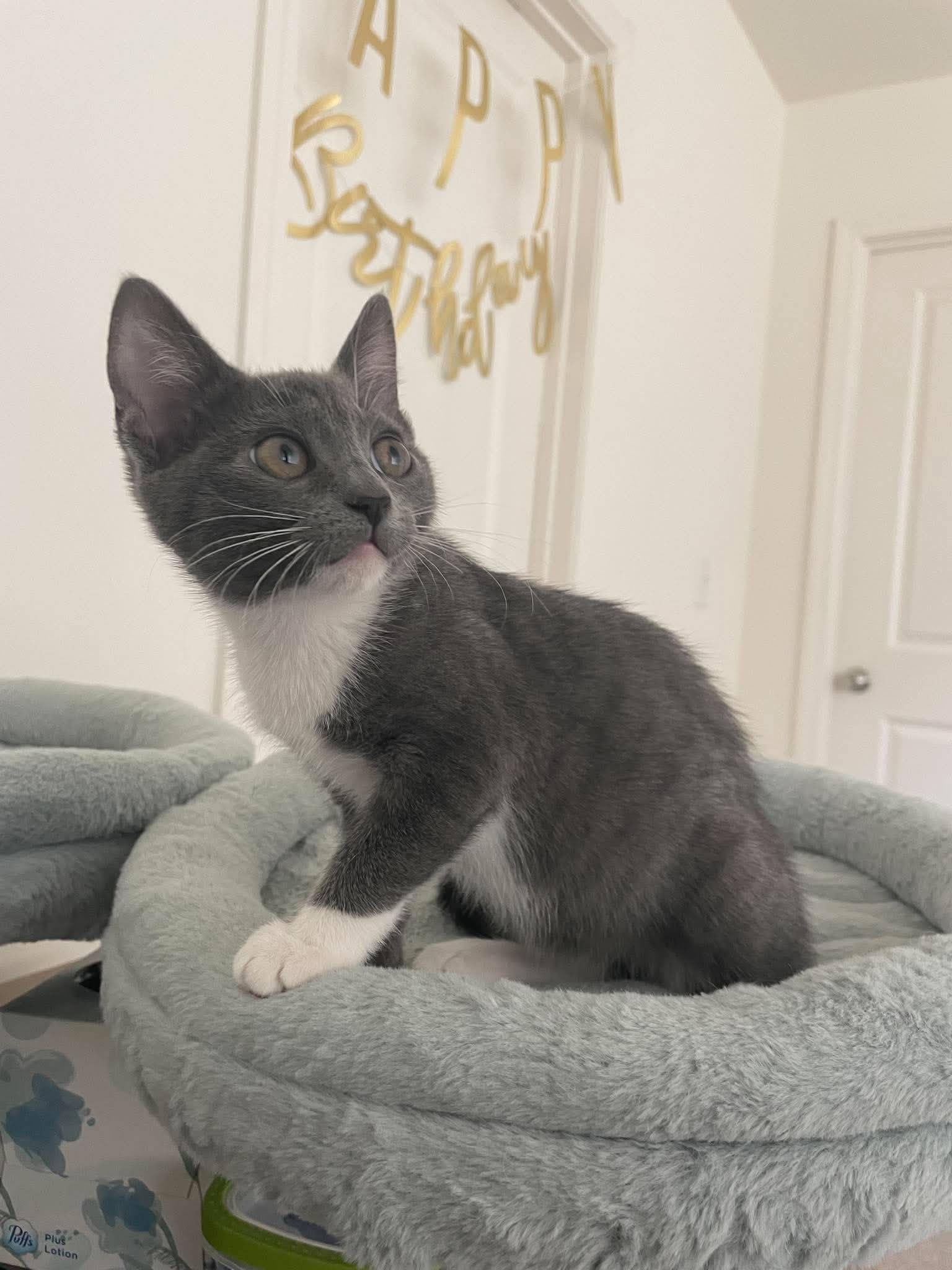 Binky, photo 3