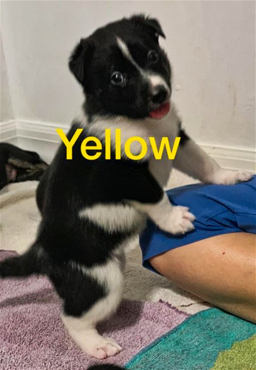 Yellow (Stella) 0074