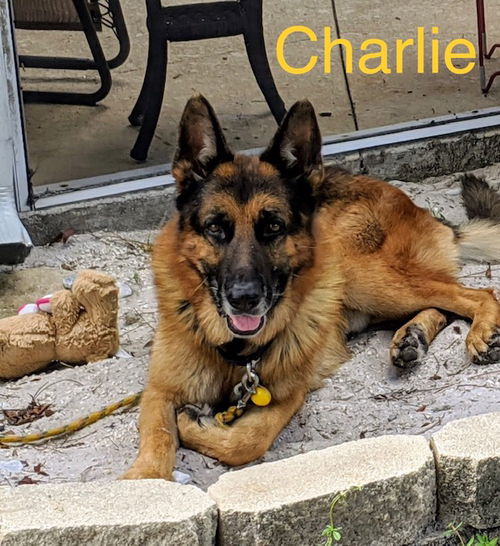 Charlie 0184