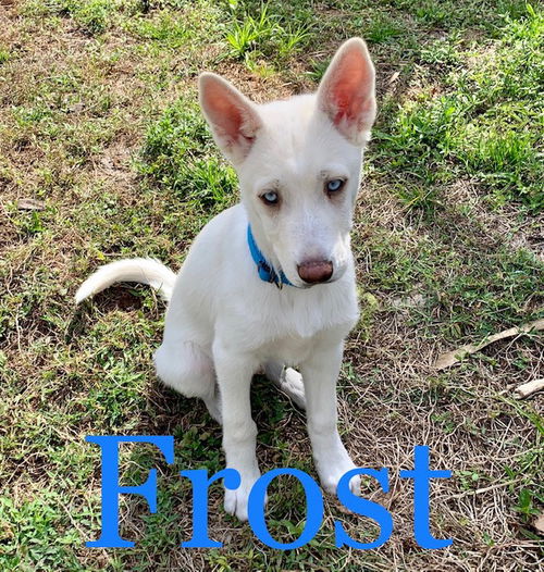 Frost 0196