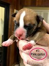 0201 Pink (Nora pup #3)