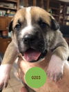 0203 Green (Nora pup #6)