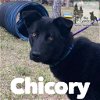 Chicory 0206