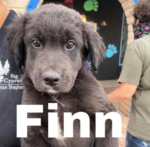 Finn 0236