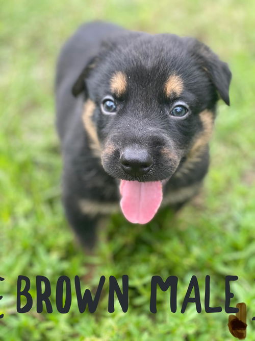 Brown Bailey Pup 0240