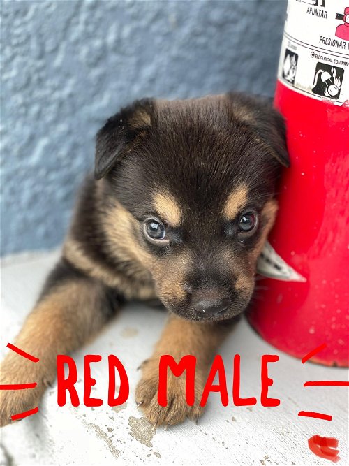 Red Bailey Puppy 0241