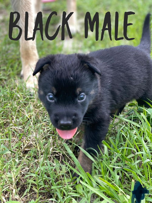 Black Bailey Puppy 0245