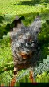 Princessa 0258