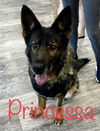 Princessa 0258