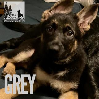 Grey St Joe 0321