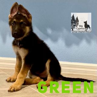 Green St Joe 0324