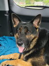 Toby 0374