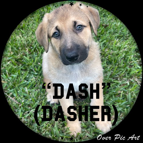 Dasher 0386