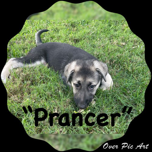 Prancer 0384