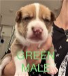 0391 Green Pup Allie Litter