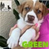 0391 Green Pup Allie Litter