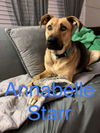 Annabelle 0395