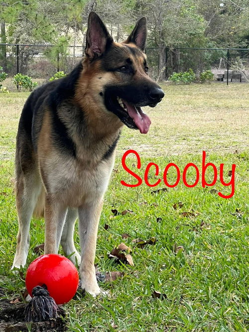 Scooby 0401