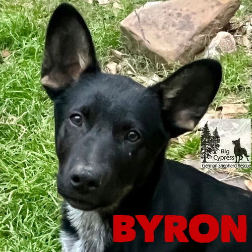 Byron 0403