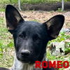 Romeo 0404