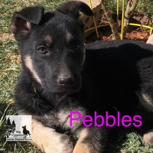 Pebbles 0415