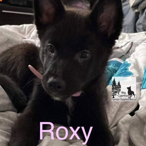 Roxy 0416