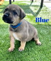 Blue Akoya Pup 0421