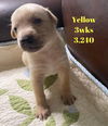 Yellow Akoya Pup 0423