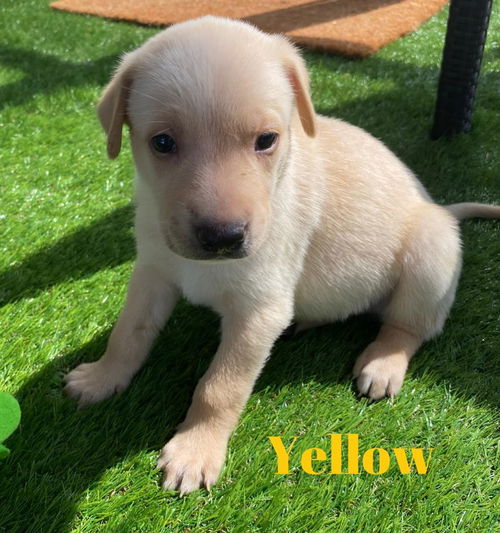 Yellow Akoya Pup 0423