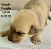 Purple Akoya Pup 0425