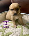 Purple Akoya Pup 0425