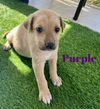 Purple Akoya Pup 0425